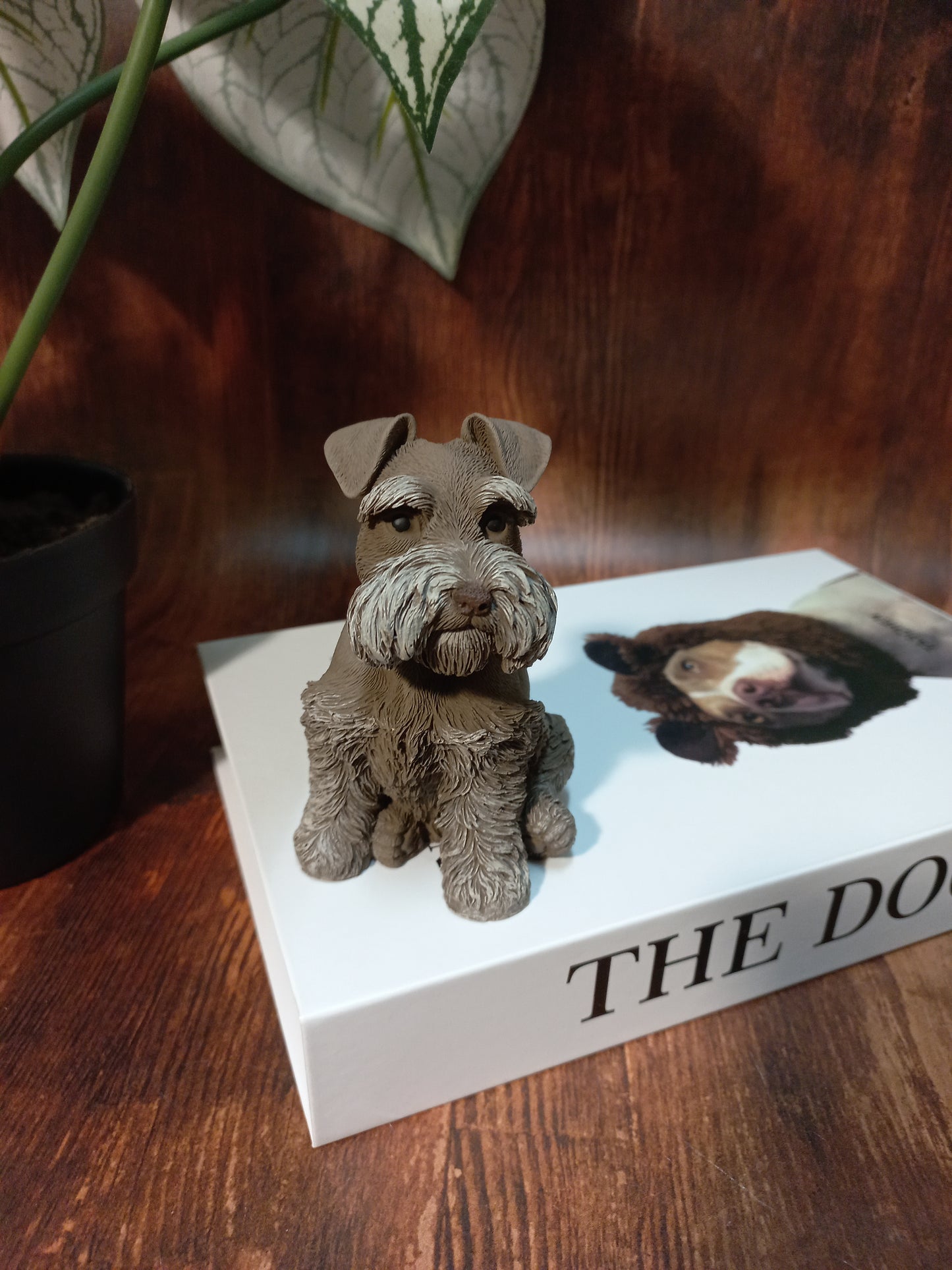 Sherlock the mini Schnauzer