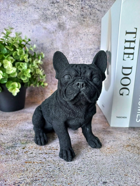 Frankie the French Bulldog