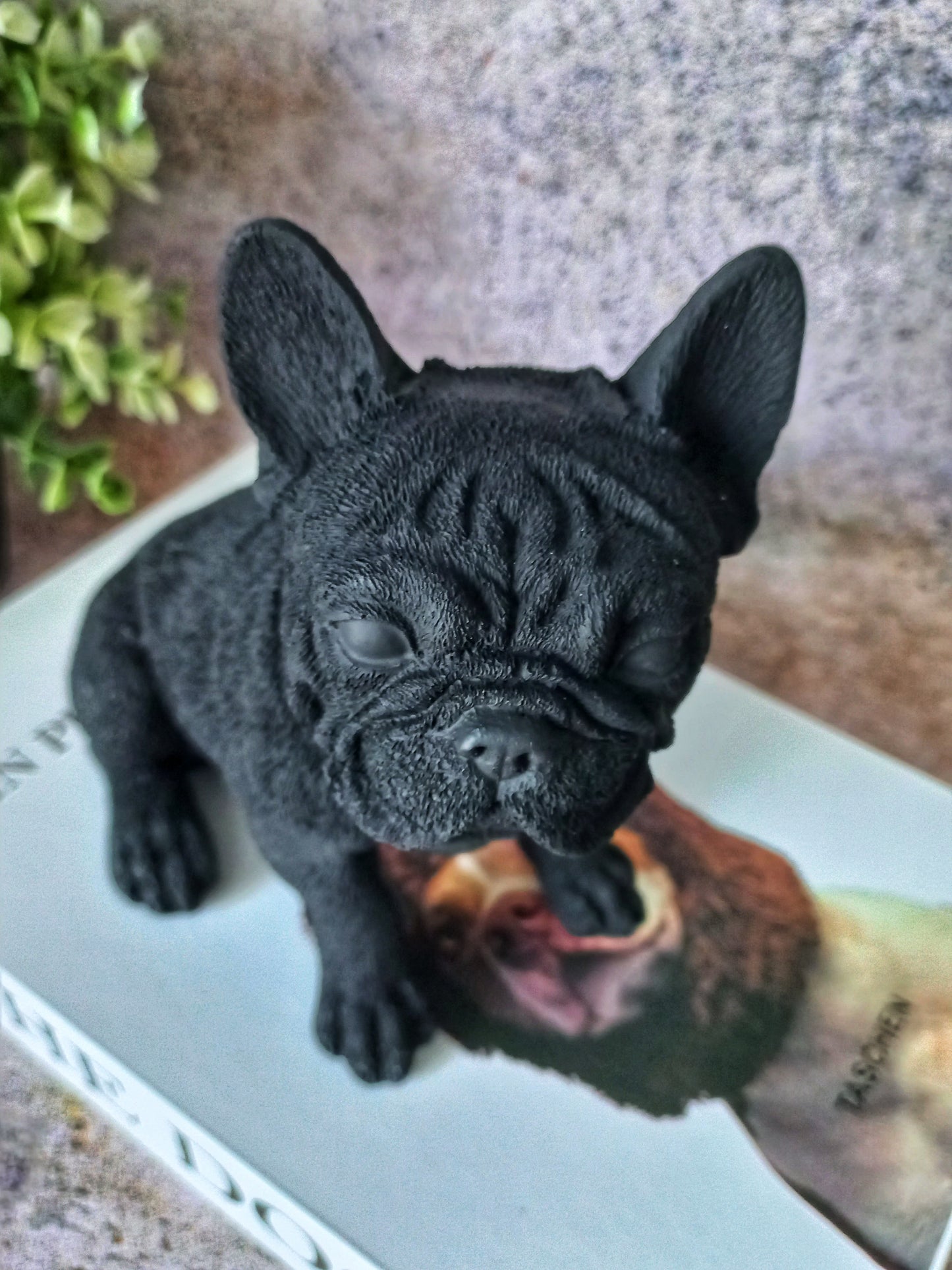 Frankie the French Bulldog