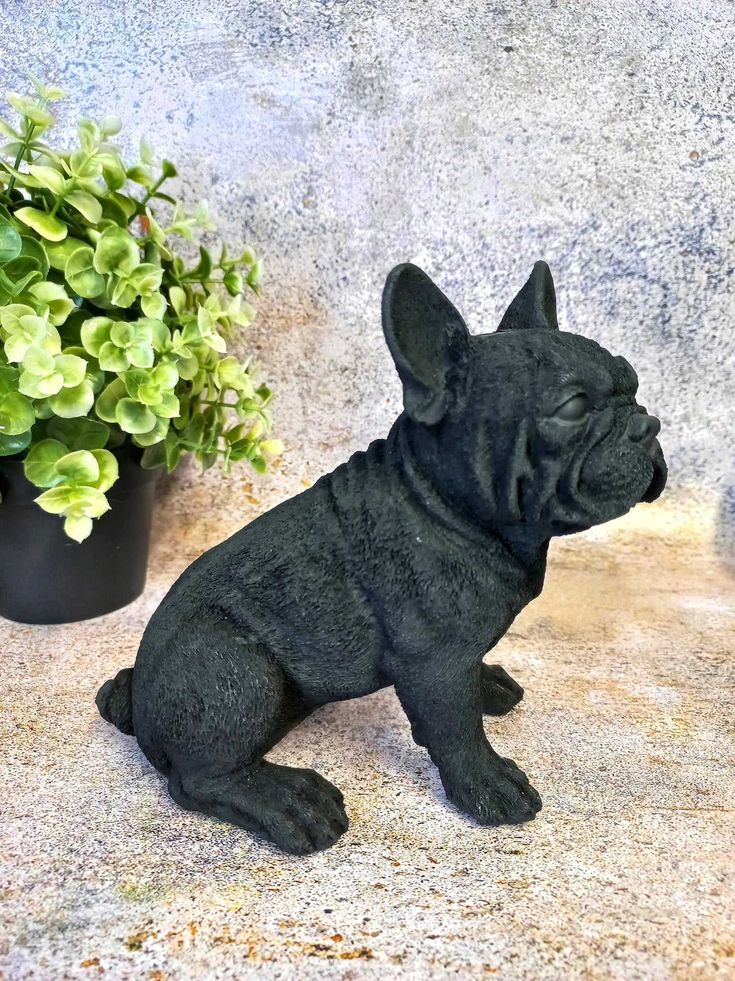 Frankie the French Bulldog