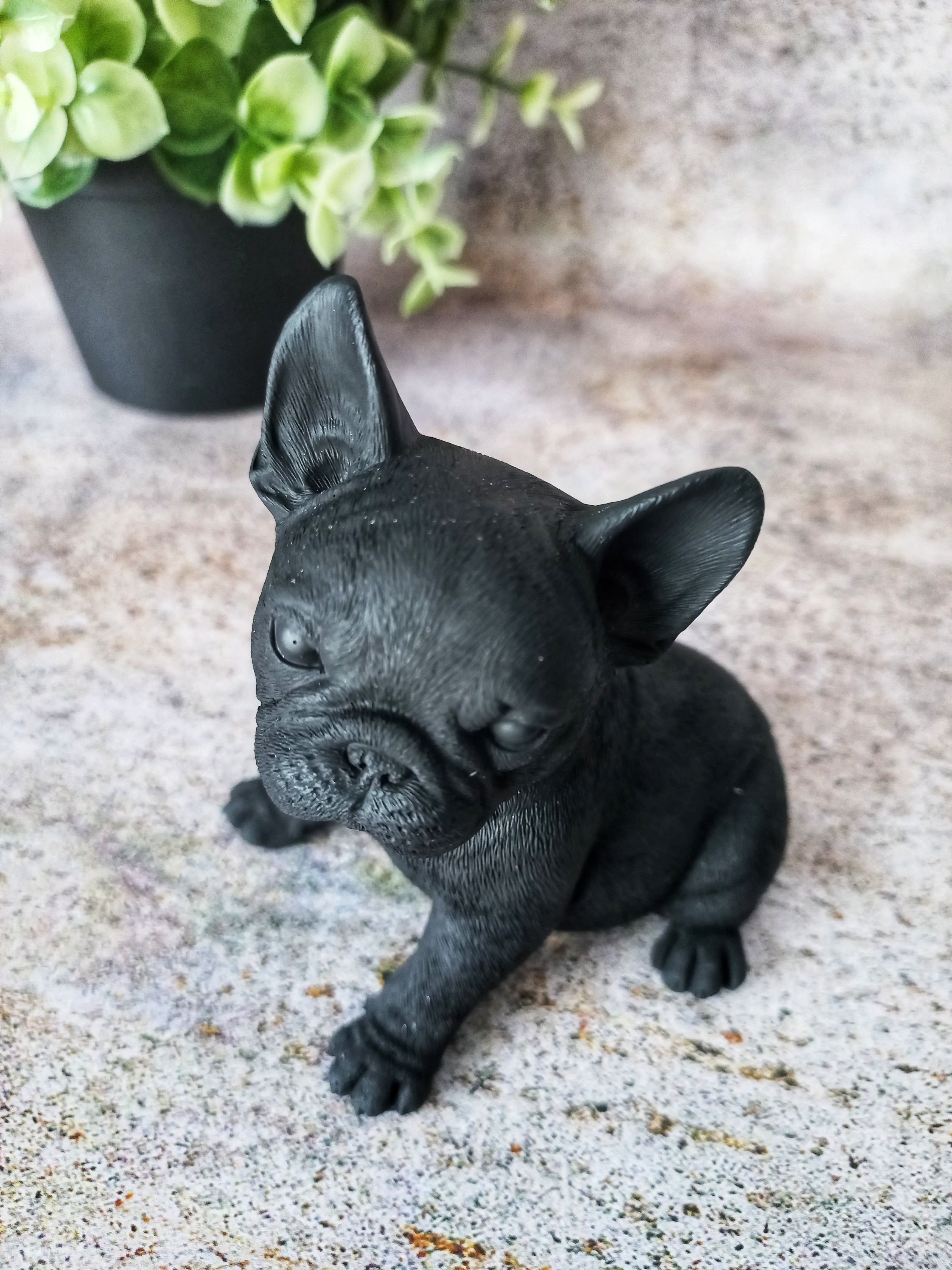 Black mini 2024 french bulldog