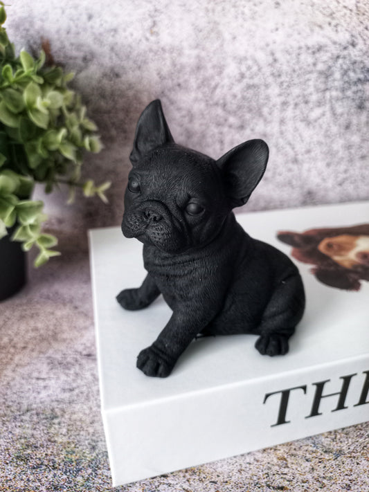 Finn the Mini French Bulldog